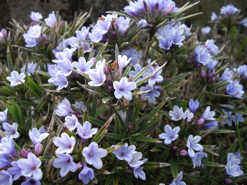 Lithodora zahnii photo